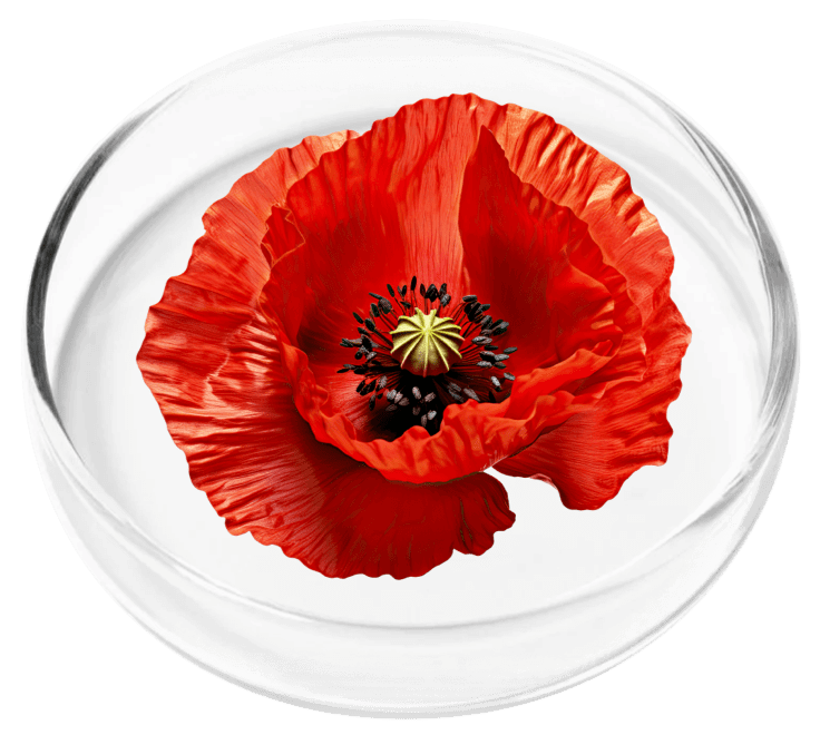 California Poppy Seed